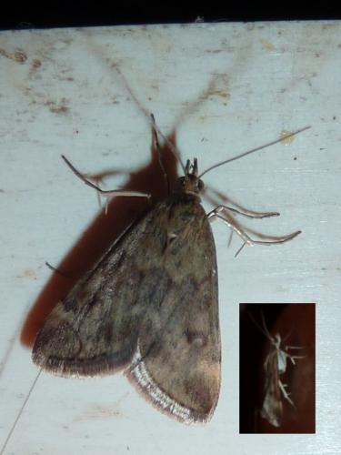 Pyrausta despicata